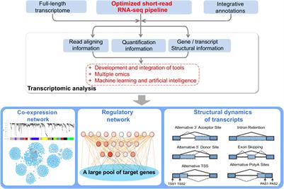 Unleashing the power within short-read RNA-seq for plant research: Beyond differential expression analysis and toward regulomics